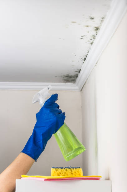 Mold Removal Process in Brecksville, OH